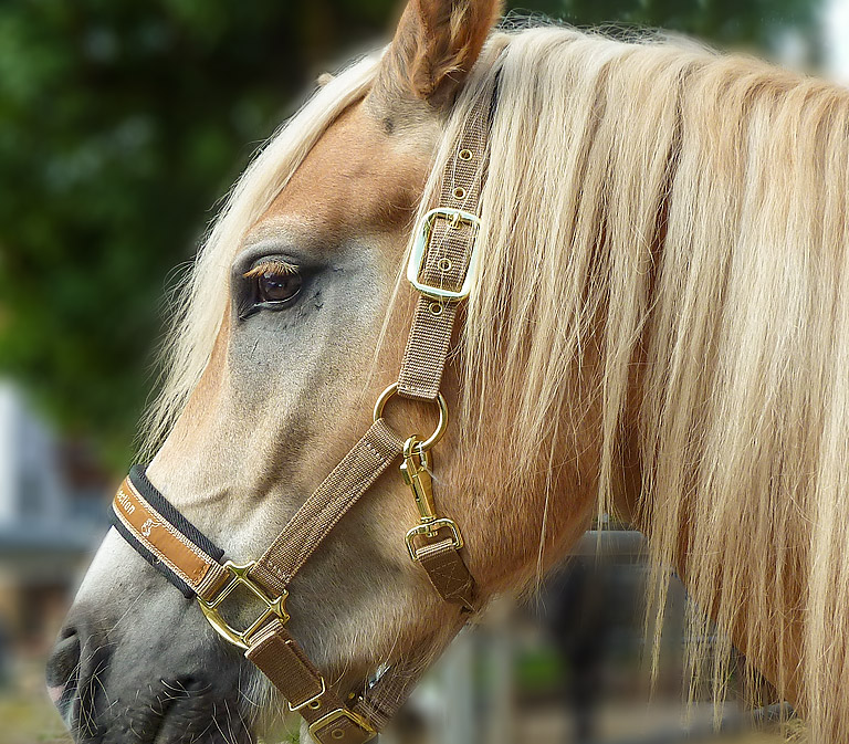 Barbara Fuge mit einer Reitering zur Sattelanprobe auf dem Reitplatz