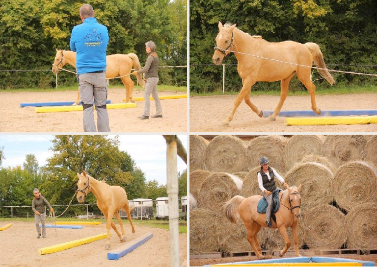Dualaktivierung und Equikinetic Kurs mit dem eigenen Pferd nach Michael Geitner mit dem MiRo-Team